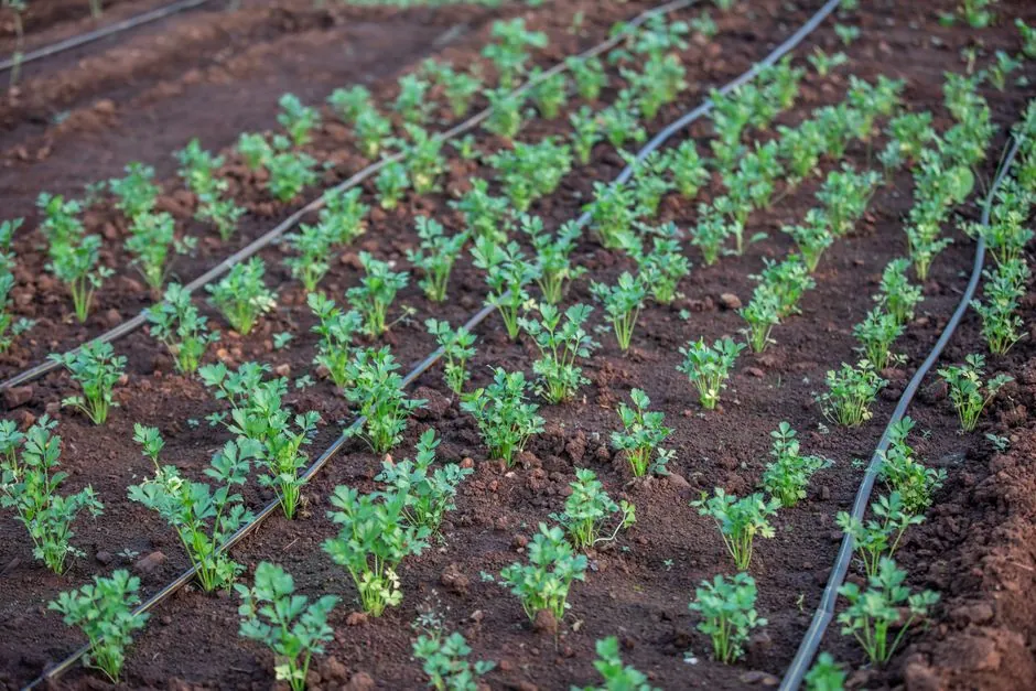 Jardin méditerranéen entretenu par Jean-Marie à Toulon
